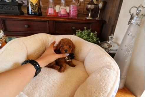 成約済の埼玉県のトイプードル-32054の3枚目