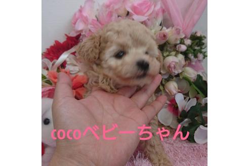 成約済の鹿児島県のトイプードル-32065の2枚目