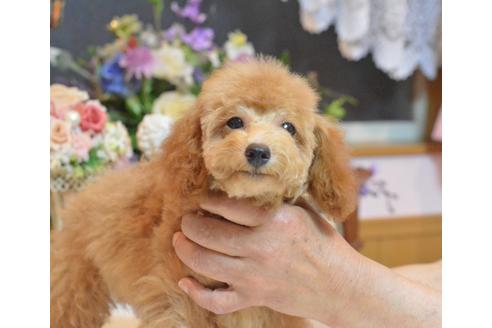 成約済の埼玉県のトイプードル-32067の3枚目