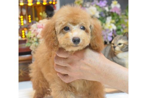 成約済の埼玉県のトイプードル-32067の5枚目