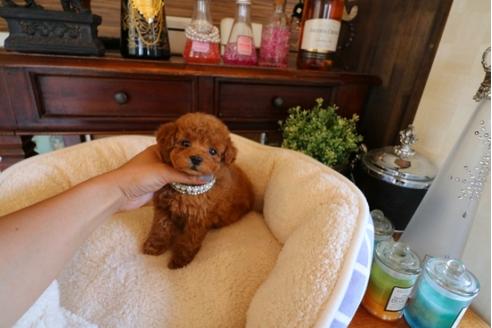 成約済の埼玉県のトイプードル-32111の5枚目