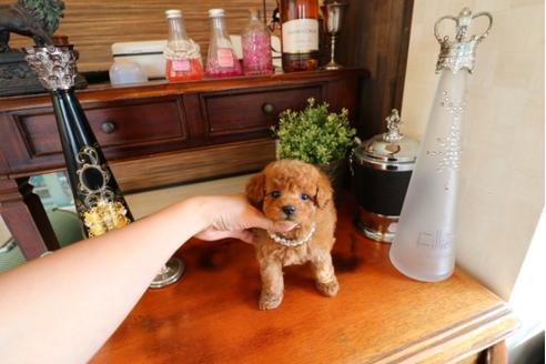 成約済の埼玉県のトイプードル-32111の4枚目