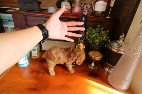 成約済の埼玉県のトイプードル-32147の2枚目