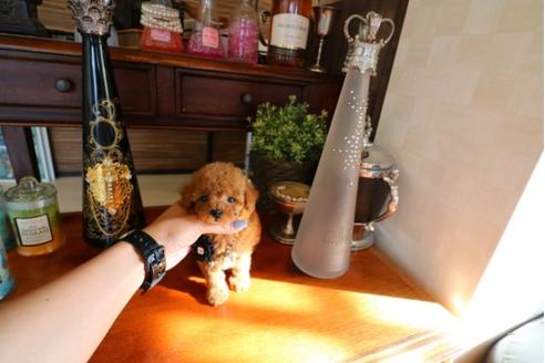 成約済の埼玉県のトイプードル-32147の4枚目