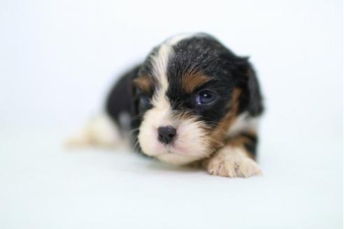 成約済の愛知県のキャバリアキングチャールズスパニエル-32149の3枚目