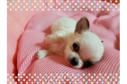 成約済の長崎県のチワワ(ロングコート)-31319の2枚目