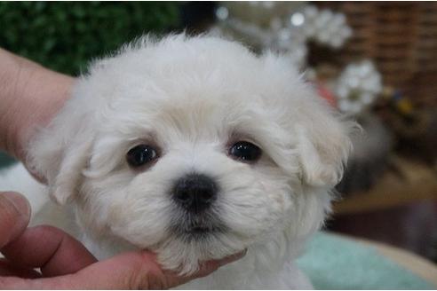 成約済の京都府のミックス犬-32179の3枚目