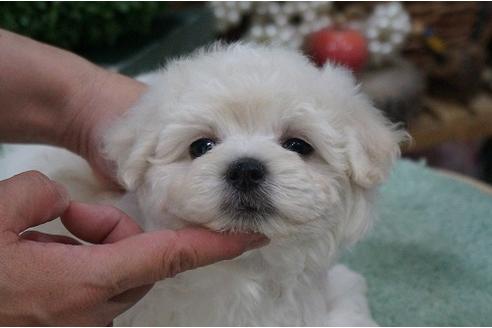 成約済の京都府のミックス犬-32179の2枚目