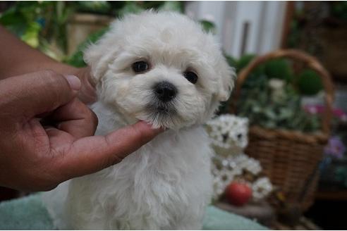 成約済の京都府のミックス犬-32179の1枚目