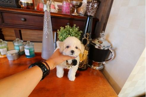 成約済の埼玉県のトイプードル-31459の2枚目