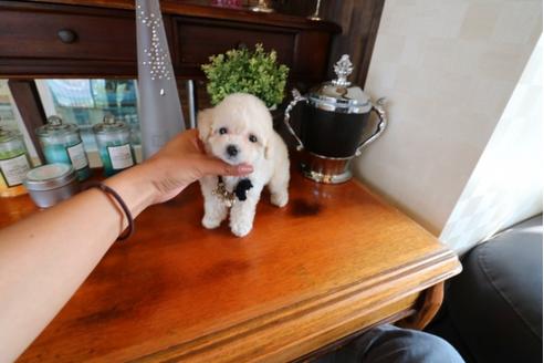 成約済の埼玉県のトイプードル-31459の3枚目