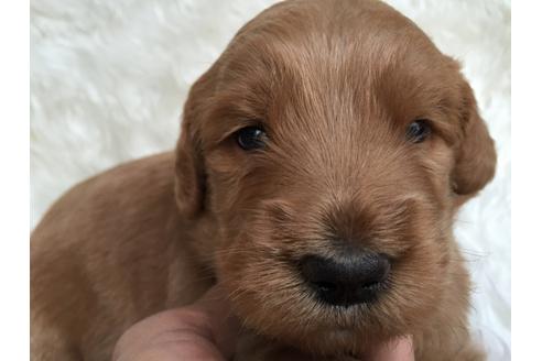 成約済の茨城県のミックス犬-32187の5枚目