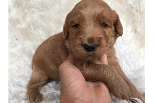 成約済の茨城県のミックス犬-32187の4枚目