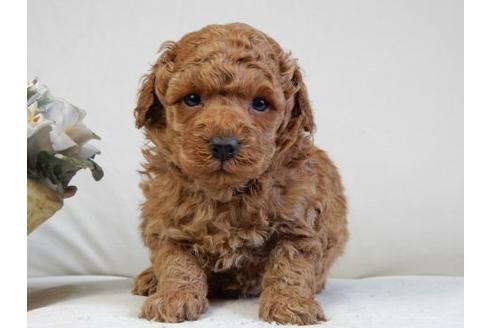 成約済の北海道のトイプードル-32226の3枚目