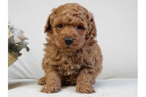 成約済の北海道のトイプードル-32226の1枚目