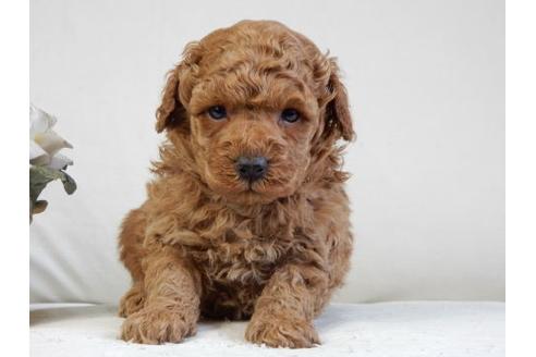 成約済の北海道のトイプードル-32226の2枚目