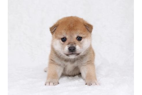 成約済の栃木県の柴犬-32229の2枚目