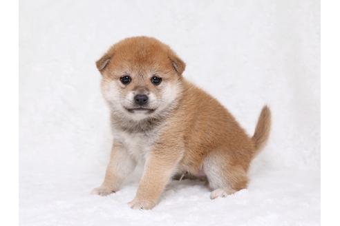 成約済の栃木県の柴犬-32229の1枚目