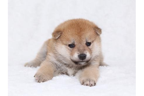 成約済の栃木県の柴犬-32230の1枚目