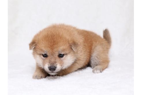成約済の栃木県の柴犬-32230の3枚目