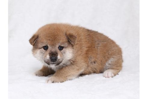 成約済の栃木県の柴犬-32231の1枚目