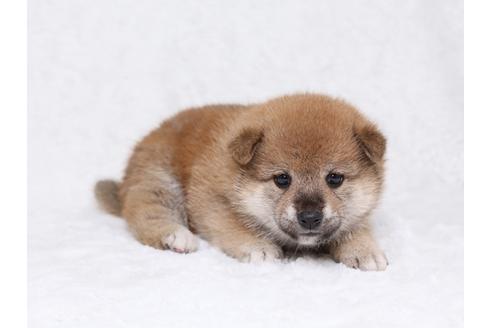 成約済の栃木県の柴犬-32231の2枚目