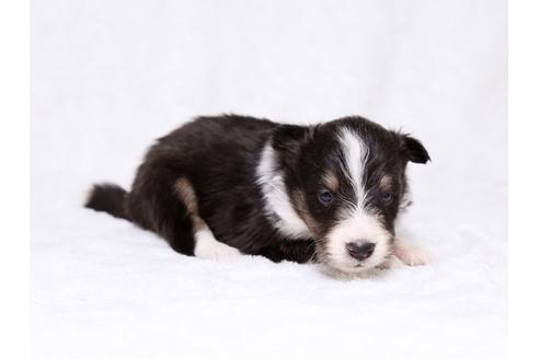 成約済の栃木県のシェットランドシープドッグ(シェルティ)-32232の4枚目