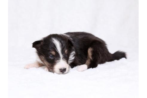 成約済の栃木県のシェットランドシープドッグ(シェルティ)-32232の1枚目