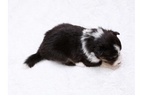 成約済の栃木県のシェットランドシープドッグ(シェルティ)-32232の2枚目