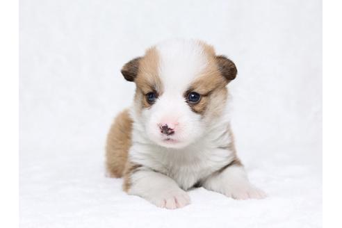 成約済の栃木県のウェルシュコーギーペンブローク-32236の1枚目