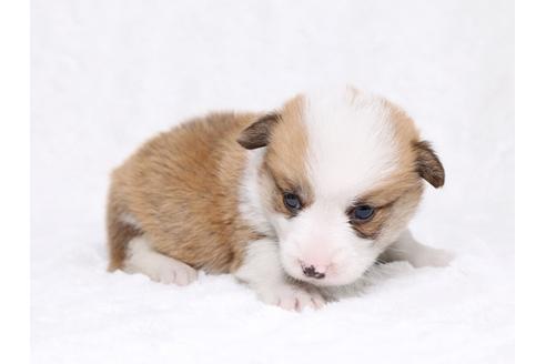 成約済の栃木県のウェルシュコーギーペンブローク-32236の3枚目