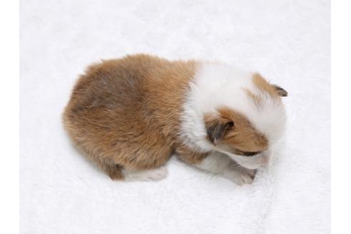 成約済の栃木県のウェルシュコーギーペンブローク-32236の4枚目