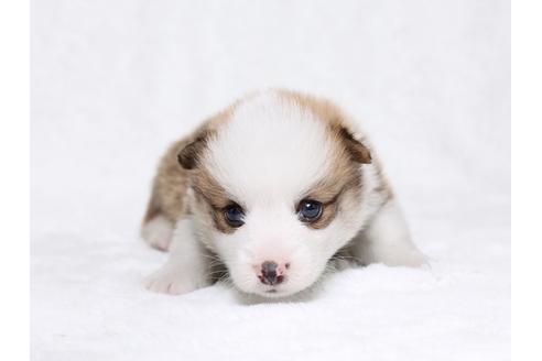 成約済の栃木県のウェルシュコーギーペンブローク-32237の1枚目