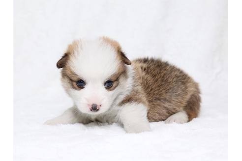 成約済の栃木県のウェルシュコーギーペンブローク-32237の2枚目