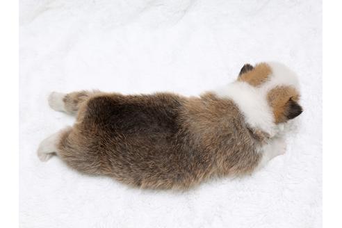 成約済の栃木県のウェルシュコーギーペンブローク-32237の4枚目