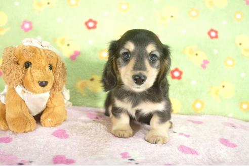 成約済の兵庫県のミニチュアダックスフンド-31415の1枚目