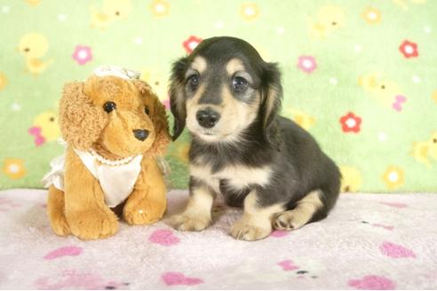 成約済の兵庫県のミニチュアダックスフンド-31415の2枚目