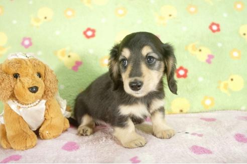 成約済の兵庫県のミニチュアダックスフンド-31415の3枚目