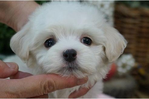 成約済の京都府のミックス犬-32264の3枚目