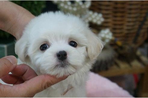 成約済の京都府のミックス犬-32264の2枚目