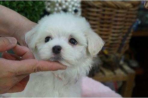 成約済の京都府のミックス犬-32264の1枚目