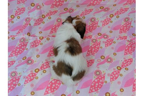 成約済の千葉県のパピヨン-32277の1枚目