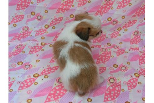 成約済の千葉県のパピヨン-32279の2枚目
