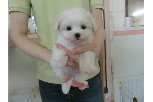 成約済の福岡県のマルチーズ-32302の4枚目