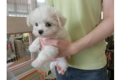 成約済の福岡県のマルチーズ-32302の5枚目