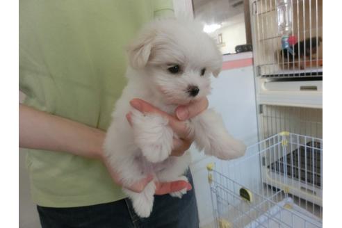 成約済の福岡県のマルチーズ-32302の1枚目