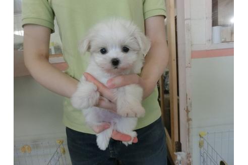 成約済の福岡県のマルチーズ-32302の2枚目