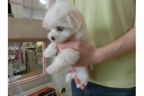 成約済の福岡県のマルチーズ-32302の3枚目