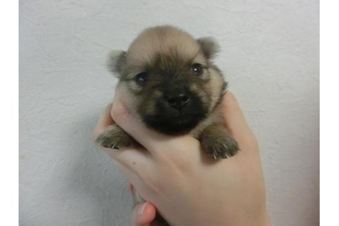 成約済の福岡県のポメラニアン-32303の4枚目