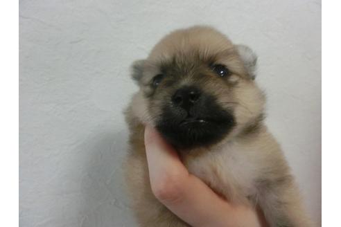 成約済の福岡県のポメラニアン-32303の5枚目